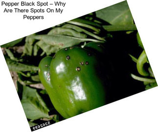 Pepper Black Spot – Why Are There Spots On My Peppers