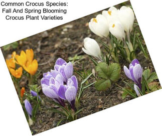 Common Crocus Species: Fall And Spring Blooming Crocus Plant Varieties