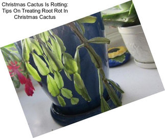 Christmas Cactus Is Rotting: Tips On Treating Root Rot In Christmas Cactus