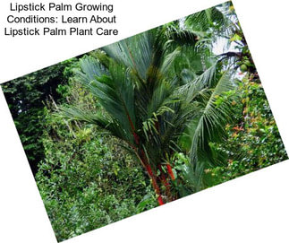 Lipstick Palm Growing Conditions: Learn About Lipstick Palm Plant Care