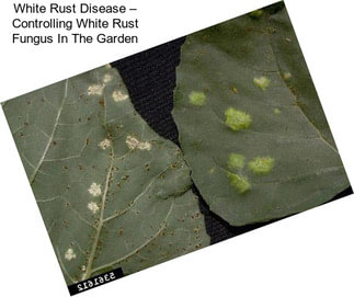 White Rust Disease – Controlling White Rust Fungus In The Garden