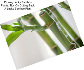 Pruning Lucky Bamboo Plants: Tips On Cutting Back A Lucky Bamboo Plant