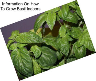 Information On How To Grow Basil Indoors