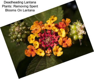 Deadheading Lantana Plants: Removing Spent Blooms On Lantana