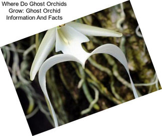 Where Do Ghost Orchids Grow: Ghost Orchid Information And Facts