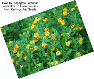 How To Propagate Lantana: Learn How To Grow Lantana From Cuttings And Seeds