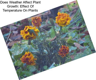 Does Weather Affect Plant Growth: Effect Of Temperature On Plants