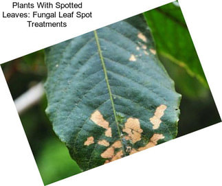 Plants With Spotted Leaves: Fungal Leaf Spot Treatments