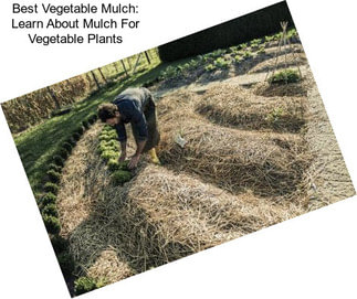 Best Vegetable Mulch: Learn About Mulch For Vegetable Plants