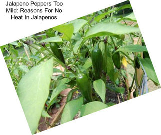 Jalapeno Peppers Too Mild: Reasons For No Heat In Jalapenos