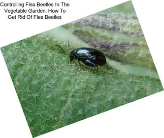 Controlling Flea Beetles In The Vegetable Garden: How To Get Rid Of Flea Beetles