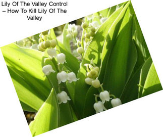 Lily Of The Valley Control – How To Kill Lily Of The Valley