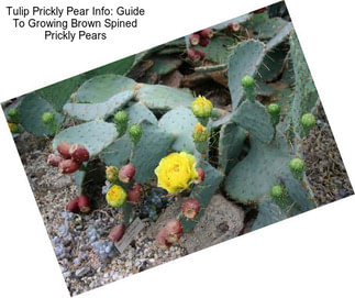 Tulip Prickly Pear Info: Guide To Growing Brown Spined Prickly Pears