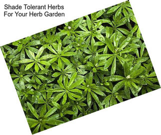 Shade Tolerant Herbs For Your Herb Garden