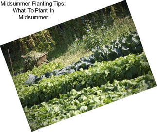 Midsummer Planting Tips: What To Plant In Midsummer