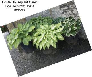 Hosta Houseplant Care: How To Grow Hosta Indoors