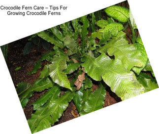 Crocodile Fern Care – Tips For Growing Crocodile Ferns