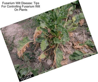 Fusarium Wilt Disease: Tips For Controlling Fusarium Wilt On Plants