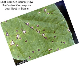 Leaf Spot On Beans: How To Control Cercospora Leaf Spot In Beans