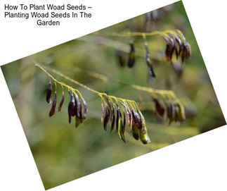 How To Plant Woad Seeds – Planting Woad Seeds In The Garden