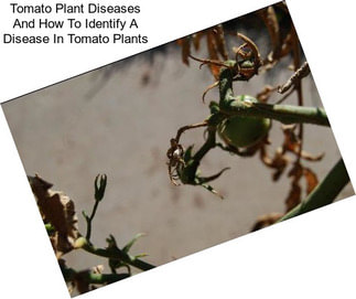 Tomato Plant Diseases And How To Identify A Disease In Tomato Plants