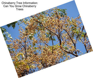 Chinaberry Tree Information: Can You Grow Chinaberry Trees