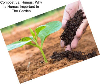 Compost vs. Humus: Why Is Humus Important In The Garden