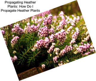 Propagating Heather Plants: How Do I Propagate Heather Plants