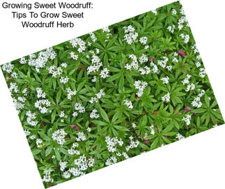 Growing Sweet Woodruff: Tips To Grow Sweet Woodruff Herb