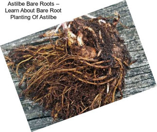 Astilbe Bare Roots – Learn About Bare Root Planting Of Astilbe