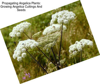 Propagating Angelica Plants: Growing Angelica Cuttings And Seeds