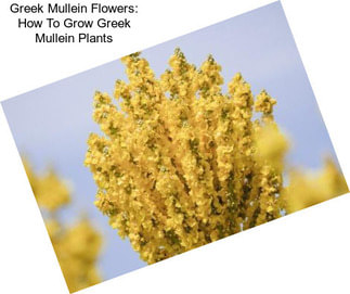 Greek Mullein Flowers: How To Grow Greek Mullein Plants