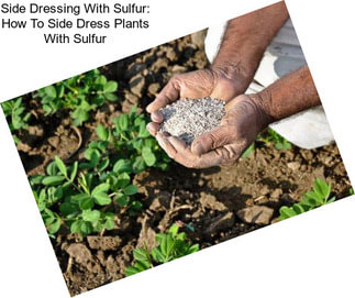 Side Dressing With Sulfur: How To Side Dress Plants With Sulfur