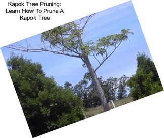 Kapok Tree Pruning: Learn How To Prune A Kapok Tree