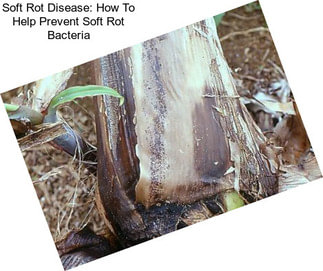 Soft Rot Disease: How To Help Prevent Soft Rot Bacteria