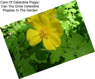 Care Of Celandine Poppy: Can You Grow Celandine Poppies In The Garden