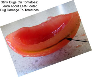 Stink Bugs On Tomatoes: Learn About Leaf-Footed Bug Damage To Tomatoes