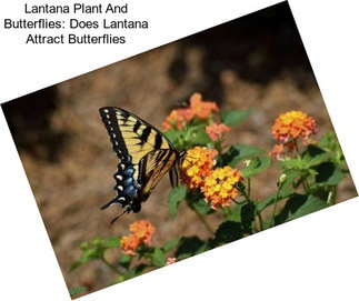 Lantana Plant And Butterflies: Does Lantana Attract Butterflies