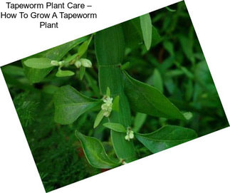 Tapeworm Plant Care – How To Grow A Tapeworm Plant