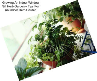 Growing An Indoor Window Sill Herb Garden – Tips For An Indoor Herb Garden