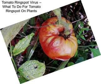 Tomato Ringspot Virus – What To Do For Tomato Ringspot On Plants