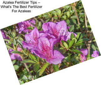 Azalea Fertilizer Tips – What\'s The Best Fertilizer For Azaleas