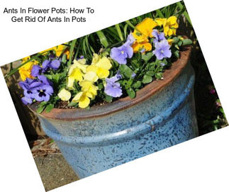 Ants In Flower Pots: How To Get Rid Of Ants In Pots