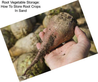 Root Vegetable Storage: How To Store Root Crops In Sand