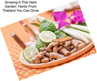 Growing A Thai Herb Garden: Herbs From Thailand You Can Grow