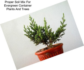 Proper Soil Mix For Evergreen Container Plants And Trees