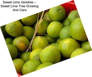 Sweet Lime Varieties – Sweet Lime Tree Growing And Care