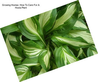 Growing Hostas: How To Care For A Hosta Plant