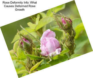 Rose Deformity Info: What Causes Deformed Rose Growth