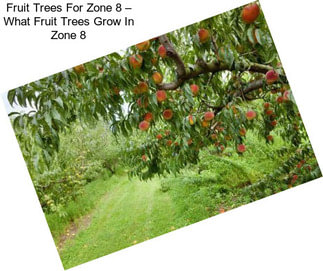 Fruit Trees For Zone 8 – What Fruit Trees Grow In Zone 8